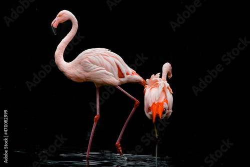pink flamingo on a black background