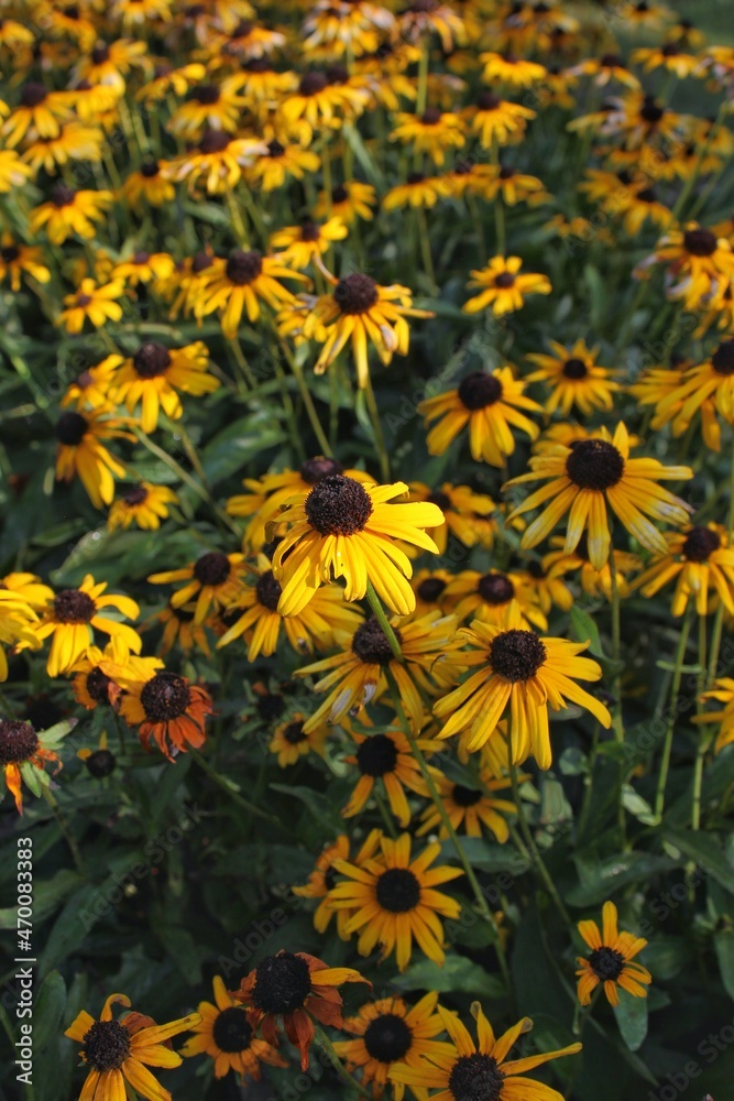 Obraz premium yellow flowers in the garden