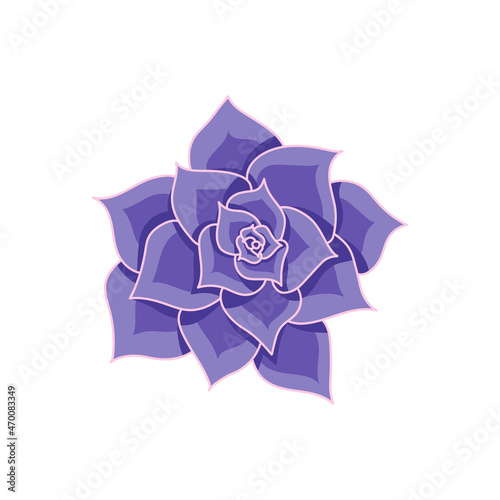 Succulent echeveria Lilacina in cartoon style. Desert flower purple rose. House plant for print and design. Vector illustration, isolated element on white bakcground