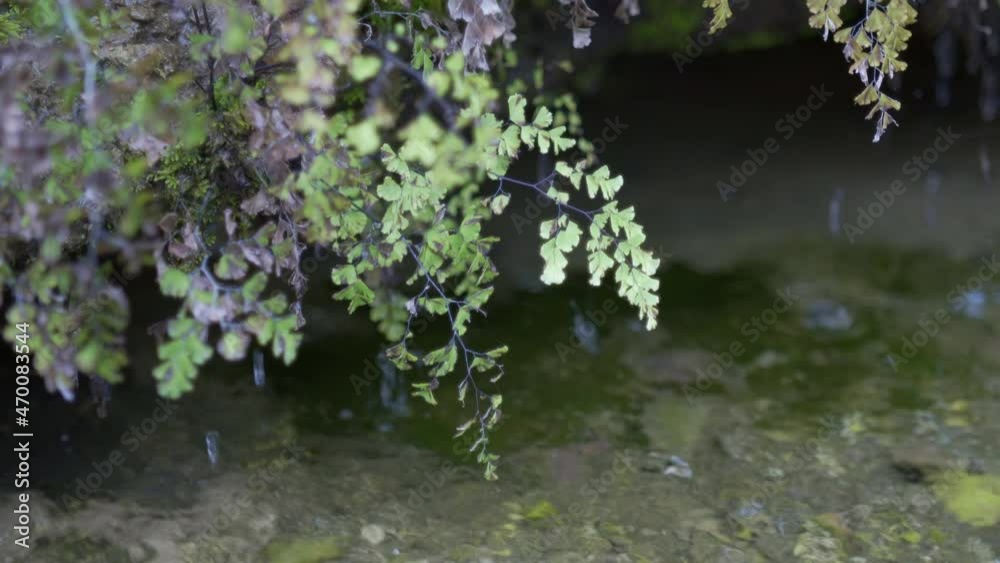 岩から染み出た水滴が池にポトポト落ちる様子 岩から染み出た水滴が池にポトポト落ちる様子