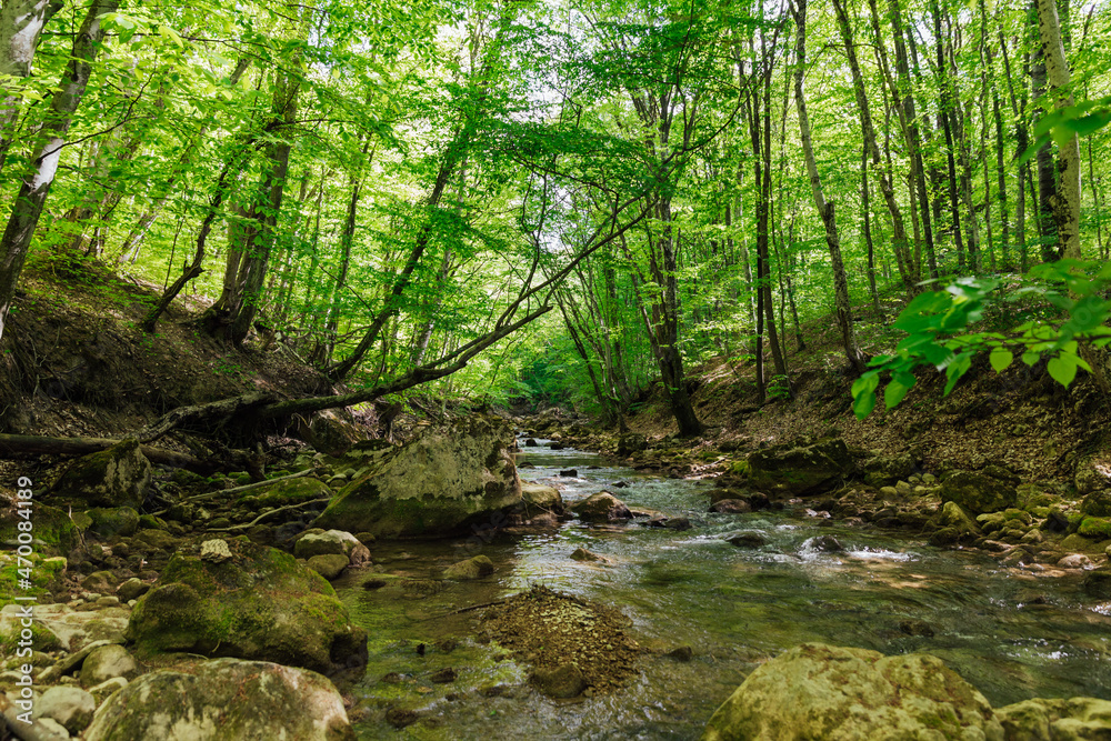 mountain river in a wild green forest beautiful landscape mountain river in a wild green forest beautiful landscape