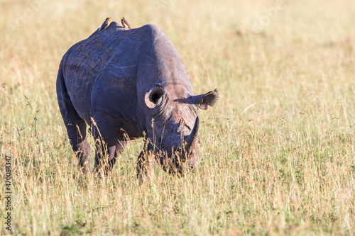 Foto African Black rhinoceros with yellow billed oxpecker on the back