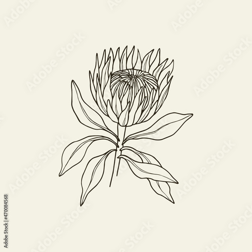 Hand drawn king protea flower. South African native plant