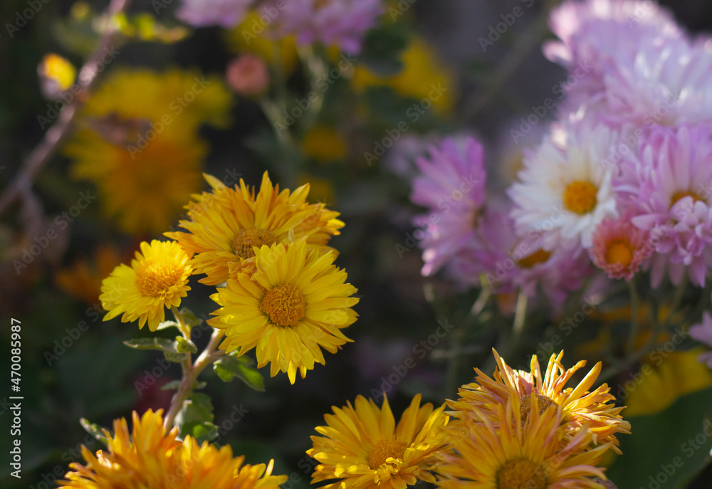 Yellow flowers blooming with blured purple flowers in background.(American Dogweed) Yellow flowers blooming with blured purple flowers in background.(American Dogweed)