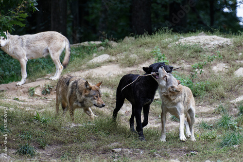 Wolfsrudel © EinBlick