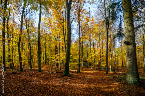 Golden Autumn in a beautiful Forest