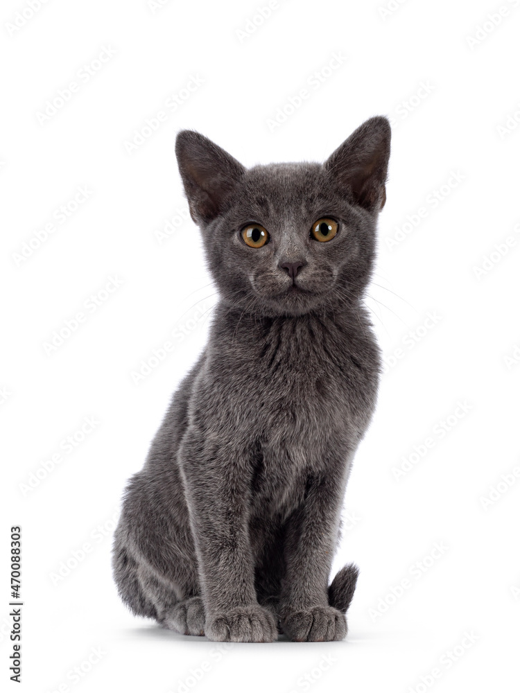 Adorable solid blue Burmese cat kitten, sitting up facing front. Looking straight towards camera. Isolated on a white background.