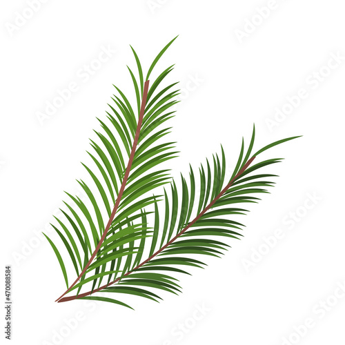 pine branch nature