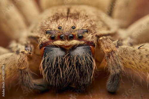 Details of a large brown spider, its hair and eyes.