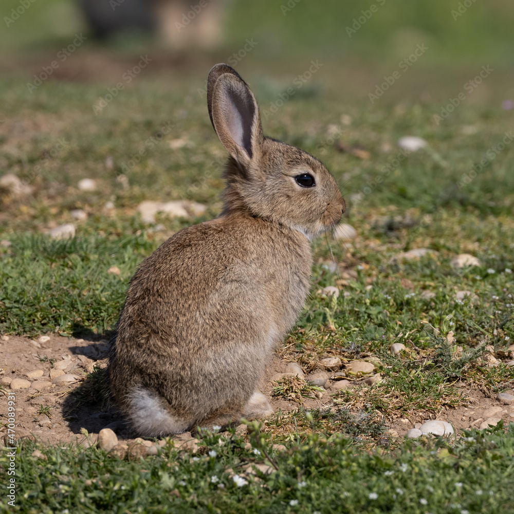 Fototapeta premium European rabbit, Common rabbit, Oryctolagus cuniculus sitting on a meadow at Munich