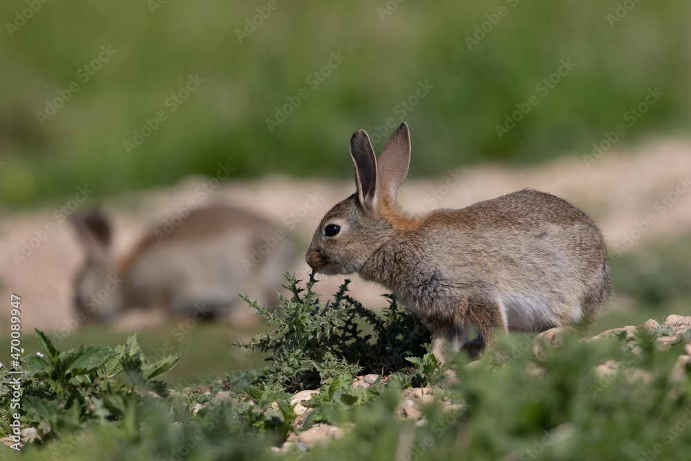 European rabbit, Common rabbit, Oryctolagus cuniculus sitting on a meadow at Munich European rabbit, Common rabbit, Oryctolagus cuniculus sitting on a meadow at Munich