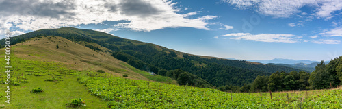 panoramic ukrainian countryside with green meadows and hills under blue sky. trees on the hill