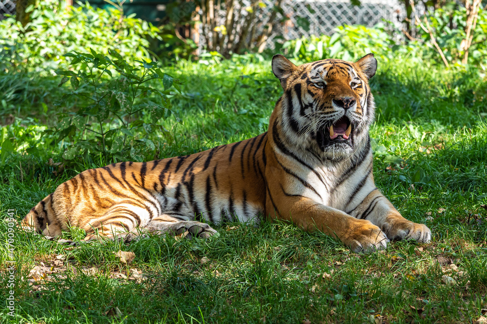 Obraz premium The Siberian tiger,Panthera tigris altaica in a park