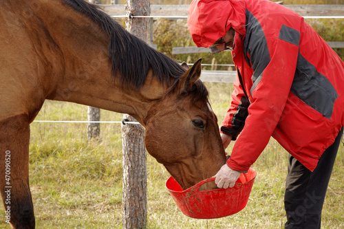 Man holding rubber tub and feeding horse outdoor on a paddock. Horse mealtime.