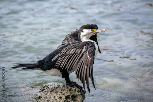 Pied Cormorant (Phalacrocorax varius)