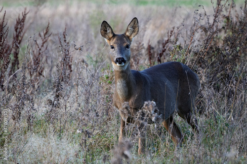 Fototapeta Naklejka Na Ścianę i Meble -  Female European Roe Deer (Capreolus capreolus) in a field of scrub