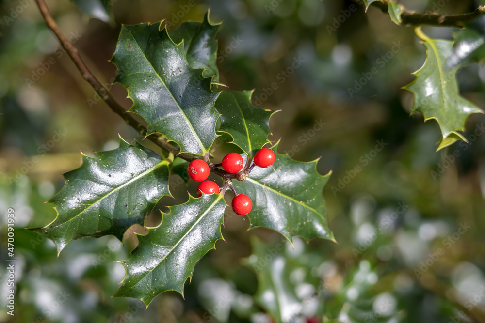 Holly (Ilex) bough with red berries in autumn Holly (Ilex) bough with red berries in autumn