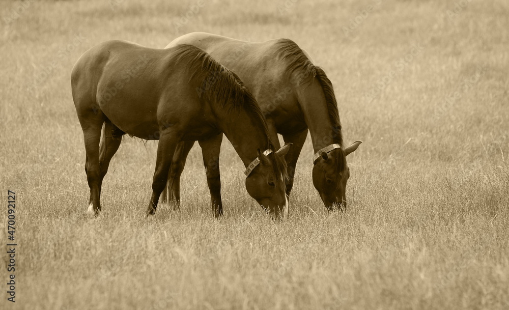Naklejka premium stallions on the pasture,hengste auf der weide