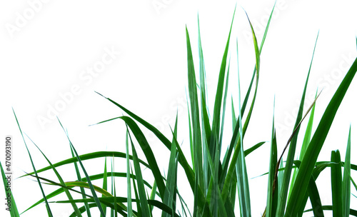 napier grass isolated on white background