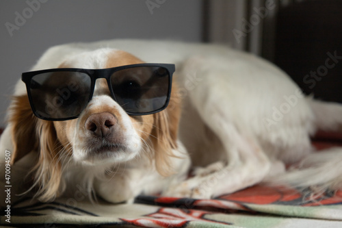 Cute kokoni dog with sunglasses