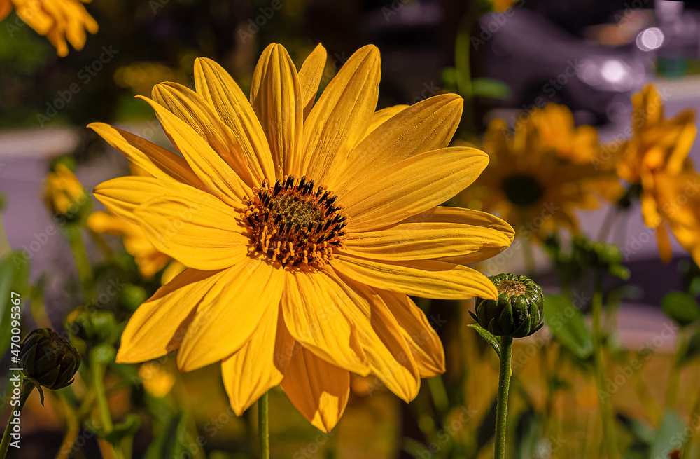Yellow Mexican sunflower blooming in herb garden Yellow Mexican sunflower blooming in herb garden