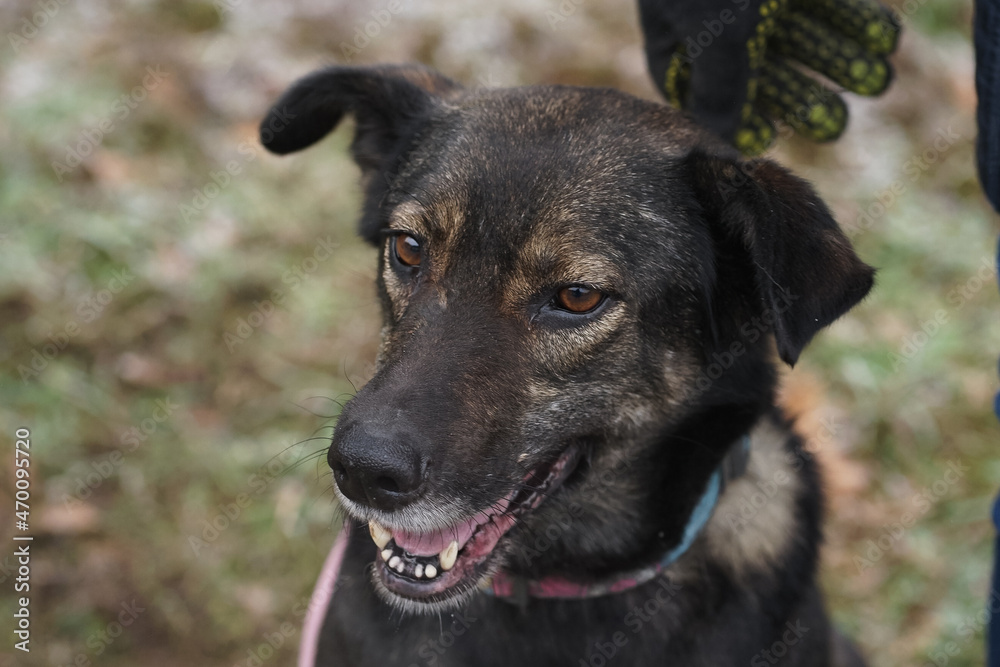 portrait of a dog