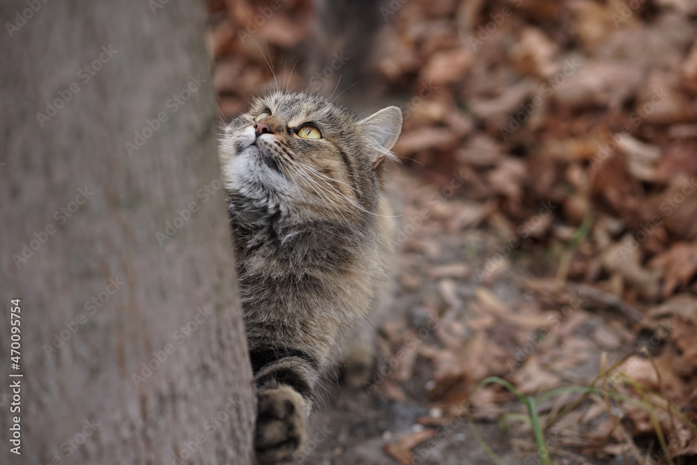 Obraz premium Tiger cat in autumn foliage at the shelter climbs a tree background cat