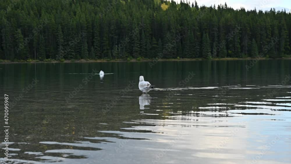 Herd of Gulls floating on lake in pine forest