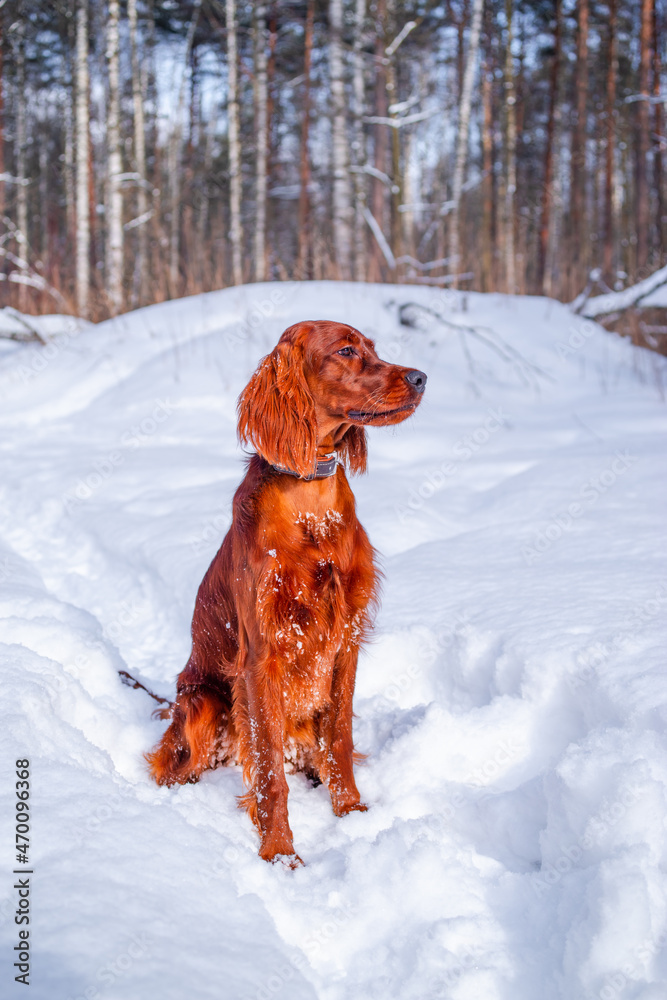 Dog Irish Setter on the background of a snowy forest.