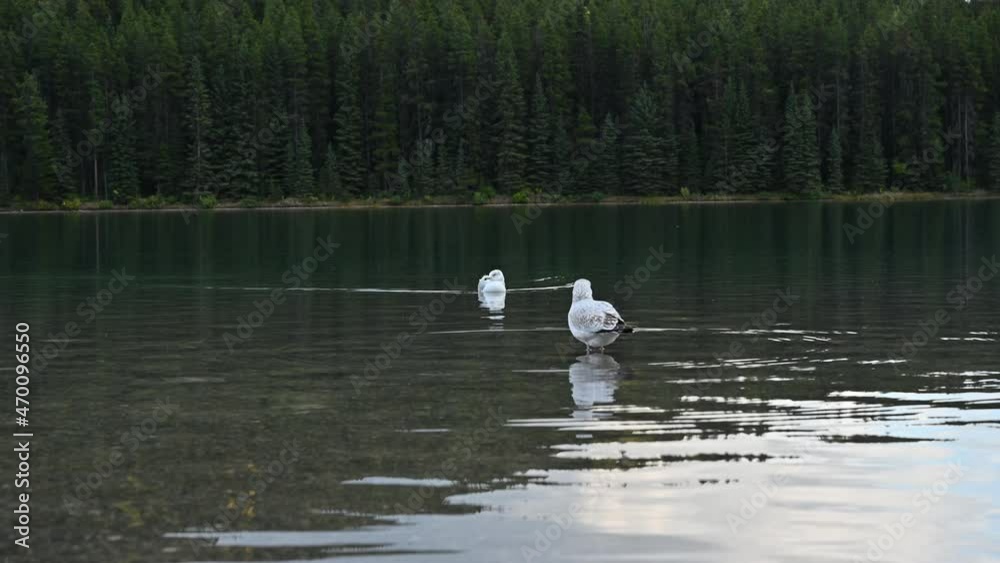 Herd of Gulls floating on lake in pine forest Herd of Gulls floating on lake in pine forest