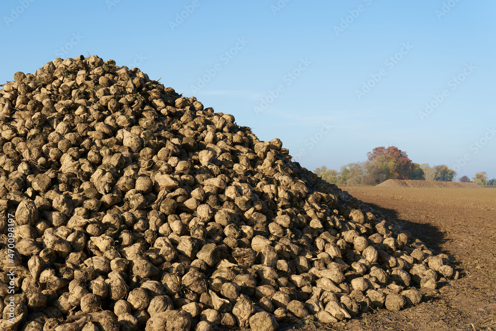 geerntete Zuckerrüben auf einem Feld in Deutschland vor dem Abtransport zur Zuckerfabrik geerntete Zuckerrüben auf einem Feld in Deutschland vor dem Abtransport zur Zuckerfabrik