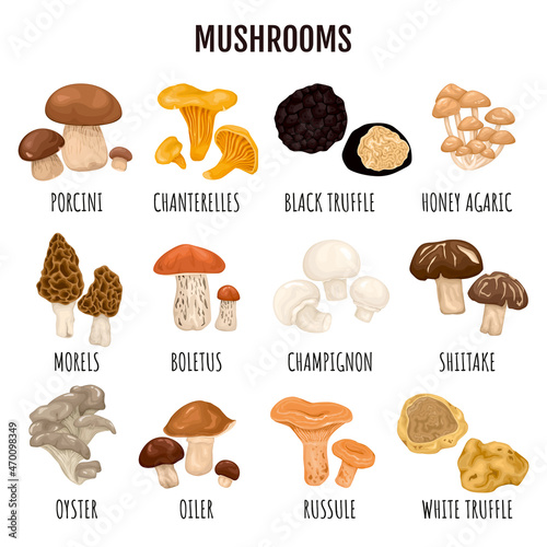 Edible Mushrooms Infographics Set