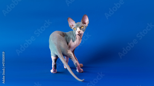 Graceful bicolor Sphinx male kitten proudly shows its beautiful ass with long tail  looking over shoulder  standing on blue background. Kitten is four months old. Rear view  full length. Studio shot.