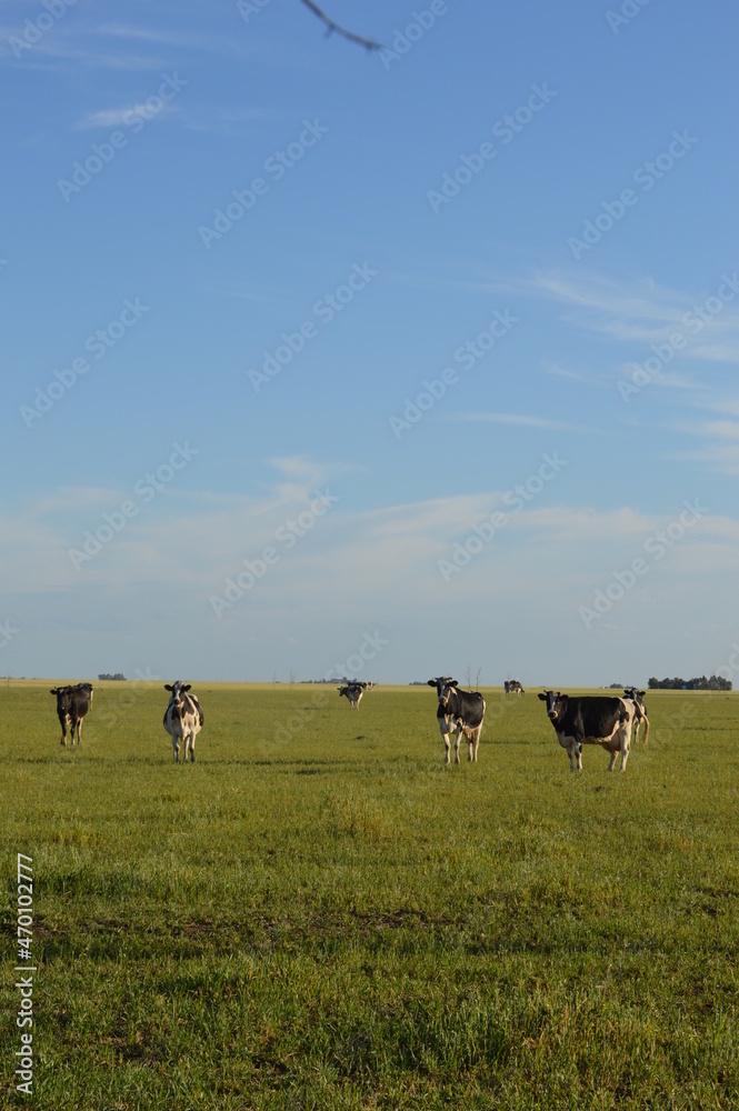 vacas lecheras en el campo 