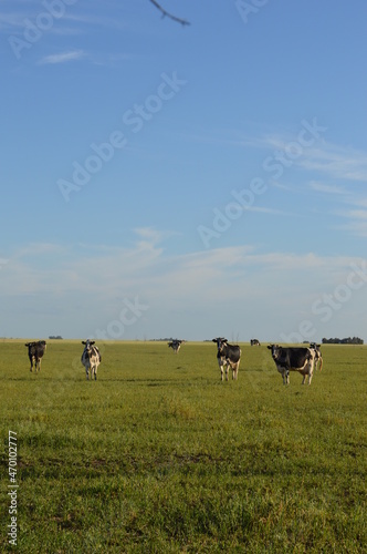 vacas lecheras en el campo 
