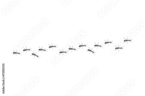 Black ants paving the way to their goal. A colony of worker ants.