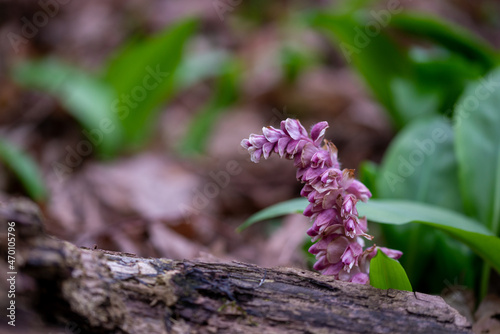 Common toothwort pink spring flowering plant. Left-side frame with a blurred background.