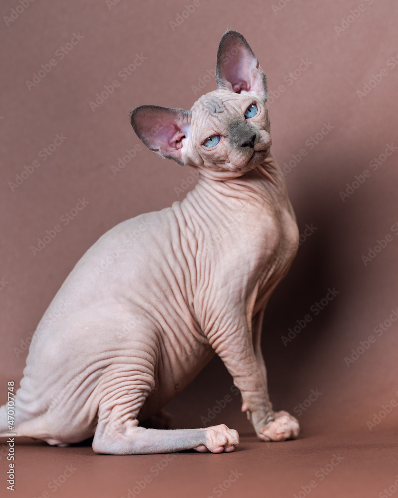 Cute Canadian Sphynx Cat four months old of blue mink and white color with blue eyes. Rare breed of domestic pet sitting on brown background.