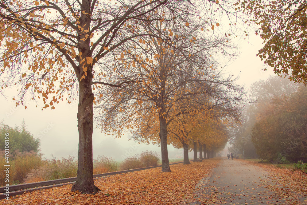 autumn foggy weather in the fall in the park. yellow fallen leaves autumn foggy weather in the fall in the park. yellow fallen leaves
