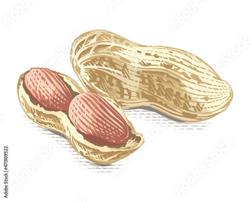 peanut Hand drawing sketch engraving watercolor illustration style