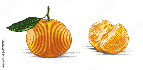 tangerine on a twig Hand drawing sketch engraving watercolor illustration style