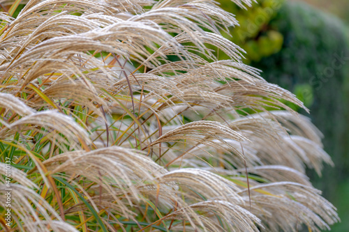 Фотография Selective focus of white fluffy flower Chinese prachtriet with morning frost, Miscanthus sinensis or maiden silvergrass is a species of flowering plant in the grass family Poaceae, Nature background
