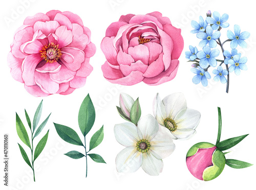 Fototapeta Naklejka Na Ścianę i Meble -  Spring flowers on a white background. Watercolor illustration. Pink peonies, leaves, forget-me-not.