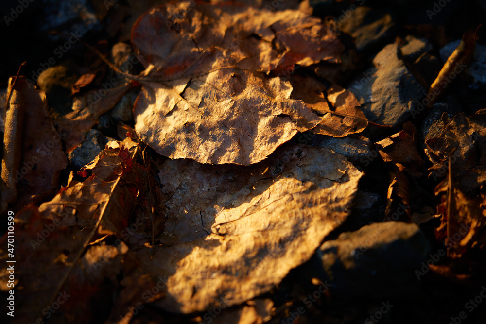 夕陽に照らされた落ち葉
