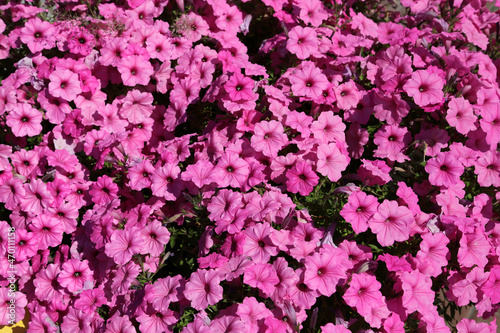 Fototapeta Naklejka Na Ścianę i Meble -  Street flower pot with purple and magenta petunia flowers