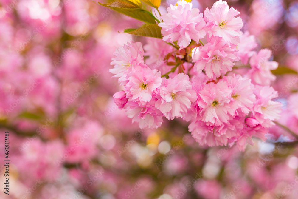 Beautiful cherry blossom sakura in spring time on nature background. Botanical garden concept. Tender bloom. Aroma and fragrance. Spring season. Tenderness. Branch of sakura. Perfumery concept. Beautiful cherry blossom sakura in spring time on nature background. Botanical garden concept. Tender bloom. Aroma and fragrance. Spring season. Tenderness. Branch of sakura. Perfumery concept.