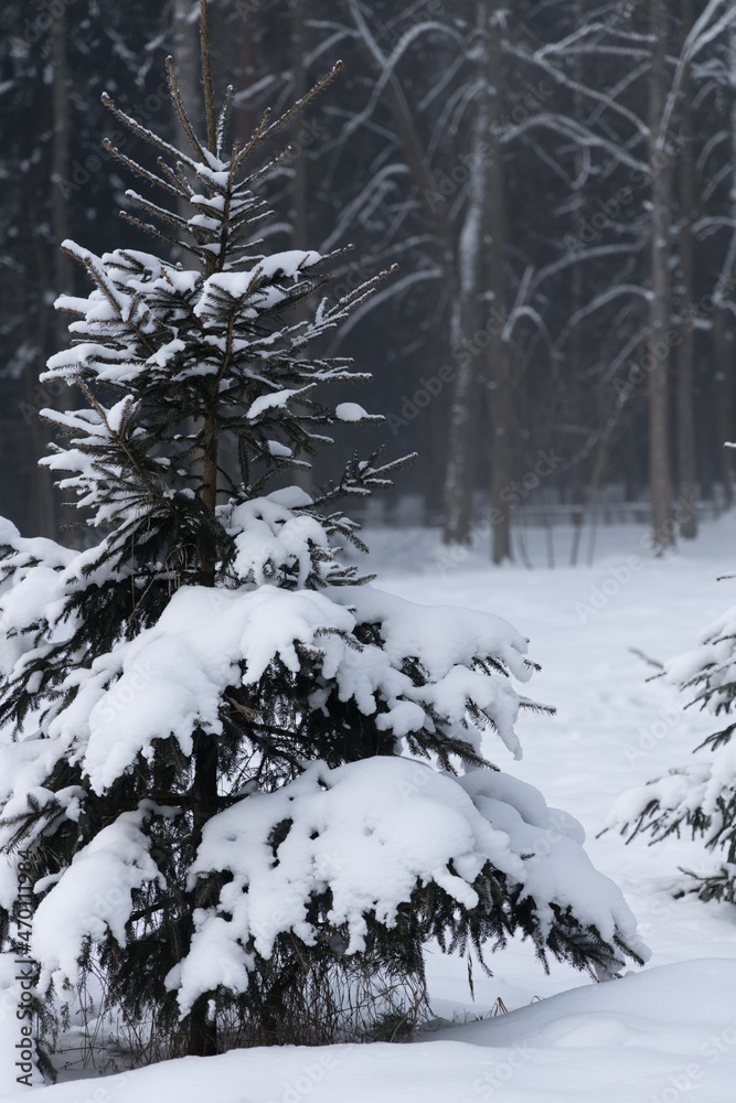 One fir tree in a deep snow cover on the background of a coniferous forest in the morning haze