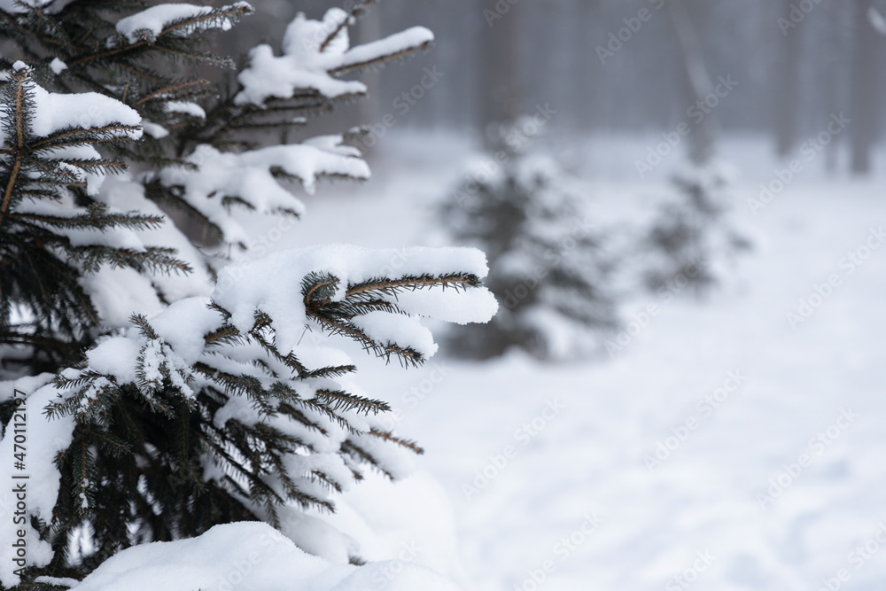 Spruce branches covered with snow and the right part of the photo with a blurred background with silhouettes of two fir trees