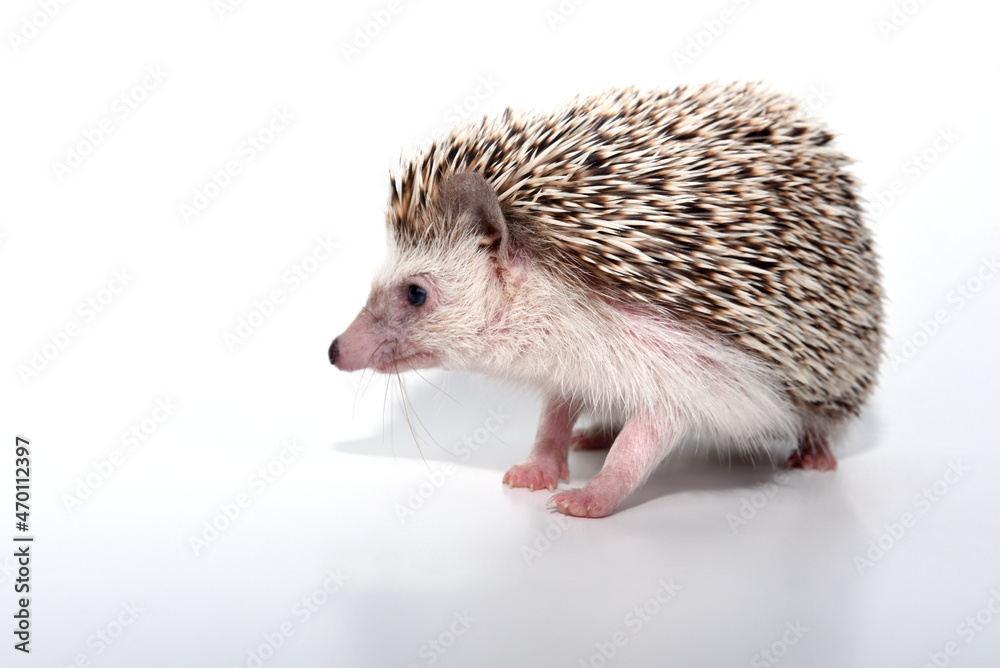 Obraz premium An African cute hedgehog with brown spines and needles on its back stomps on a white isolated background