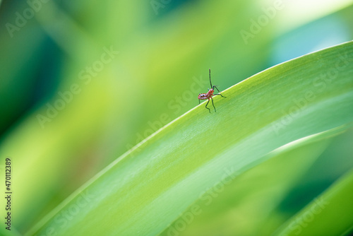 macro photography of red insect diminishing on a green leaf